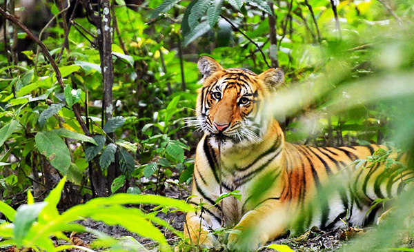 Wildlife Experience in Nepal